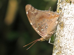 Historis acheronta