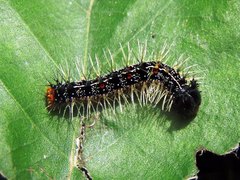 Historis acheronta
