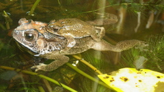 Duttaphrynus melanostictus