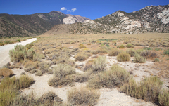 Diadophis punctatus regalis