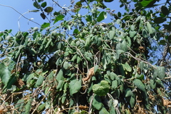 Gaudichaudia cynanchoides