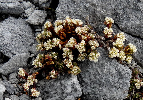 Poranthera alpina, 2025-12-27