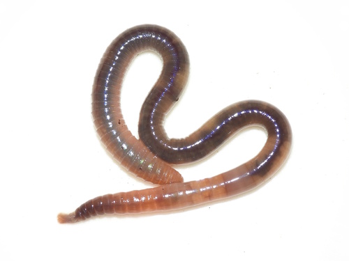 Earthworm