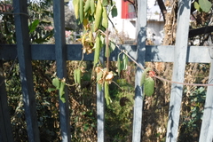 Gaudichaudia cynanchoides