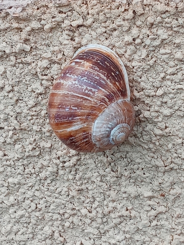 Cornu aspersum