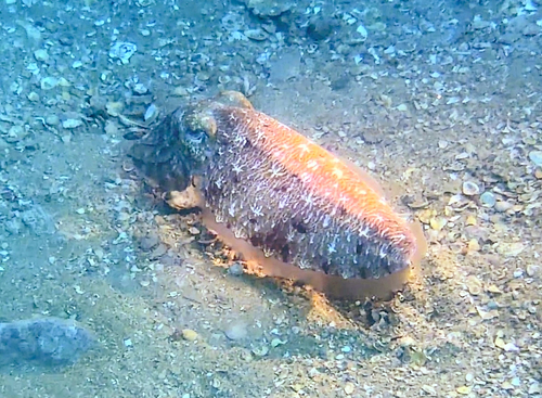 Acanthosepion pharaonis