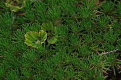 Werneria crassa crassa