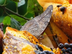 Historis acheronta
