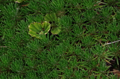 Werneria crassa crassa