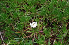 Werneria crassa crassa