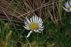 Werneria crassa crassa