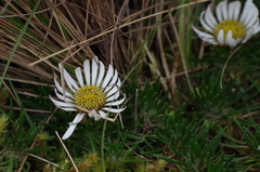 Werneria crassa crassa