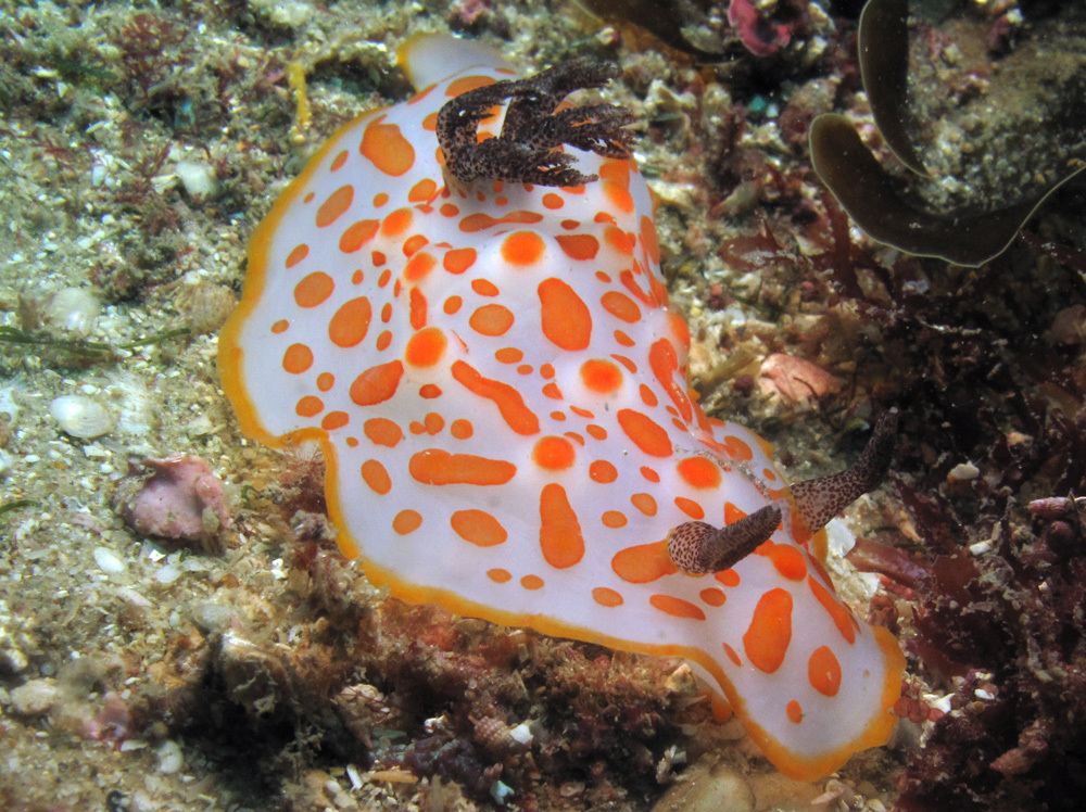 Gold-spotted Nudibranch