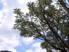 Pseudosmodingium perniciosum