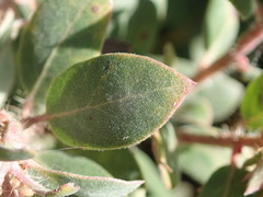 Arctostaphylos morroensis