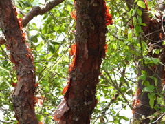 Pseudosmodingium perniciosum