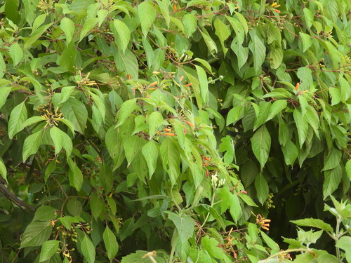 Coralillo (Hamelia patens)