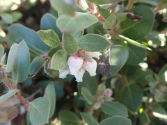 Arctostaphylos morroensis