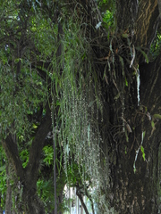 Rhipsalis baccifera