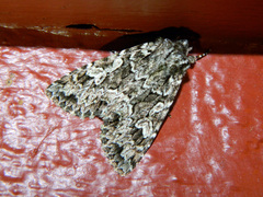 Platypolia anceps