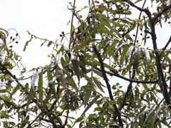 Bursera bicolor