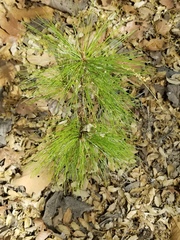 Pinus lumholtzii