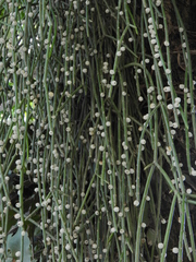Rhipsalis baccifera