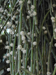 Rhipsalis baccifera