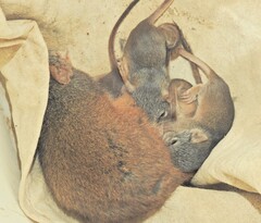 Yellow-Footed Antechinus photo 5
