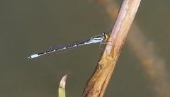 Neoerythromma cultellatum