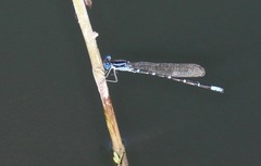 Argia sedula