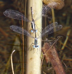 Lestes forficula