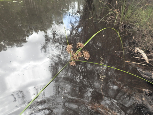 Flecked Flat-sedge (Cyperus gunnii)
