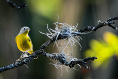 Leiothlypis ruficapilla