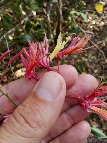 Bauhinia jenningsii