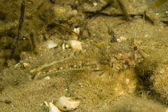 Nesogobius pulchellus