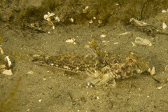Nesogobius pulchellus