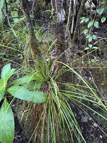 Carex uncinata observed 2025-12-30