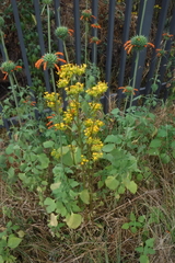 Kalanchoe longiflora