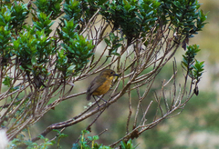 Grallaria quitensis