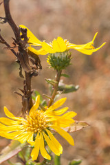 Grindelia stricta angustifolia