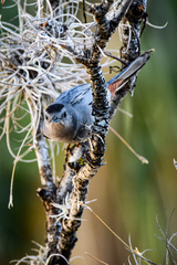 Dumetella carolinensis