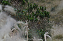 Grallaria quitensis