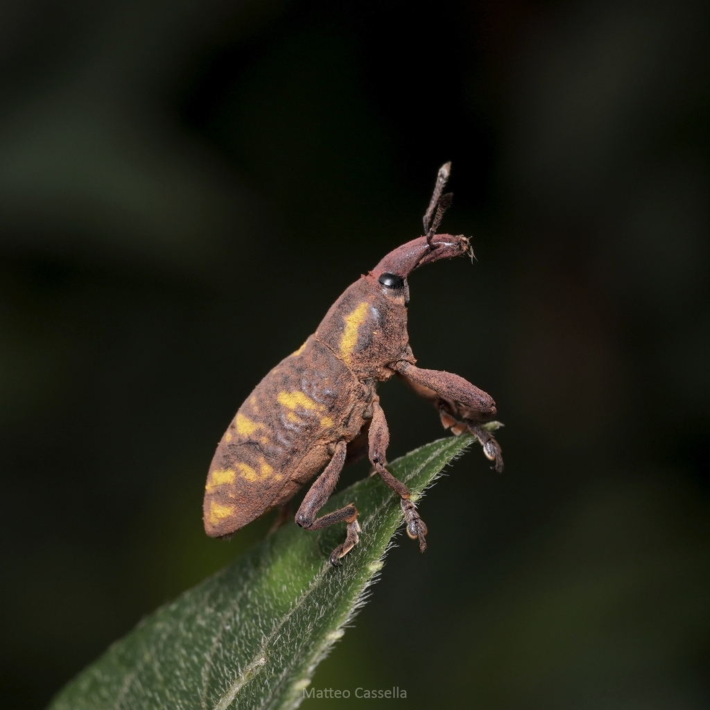 Lixus germari