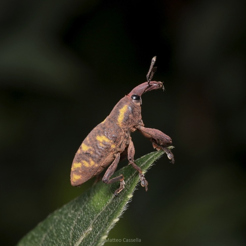 Lixus germari