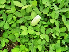 Pithecopus hypochondrialis