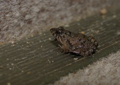 Pseudopaludicola falcipes