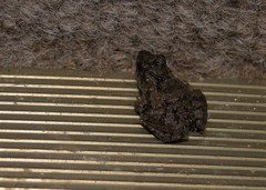 Pseudopaludicola falcipes