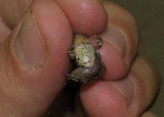 Pseudopaludicola falcipes