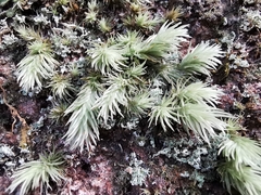 Leucobryum javense